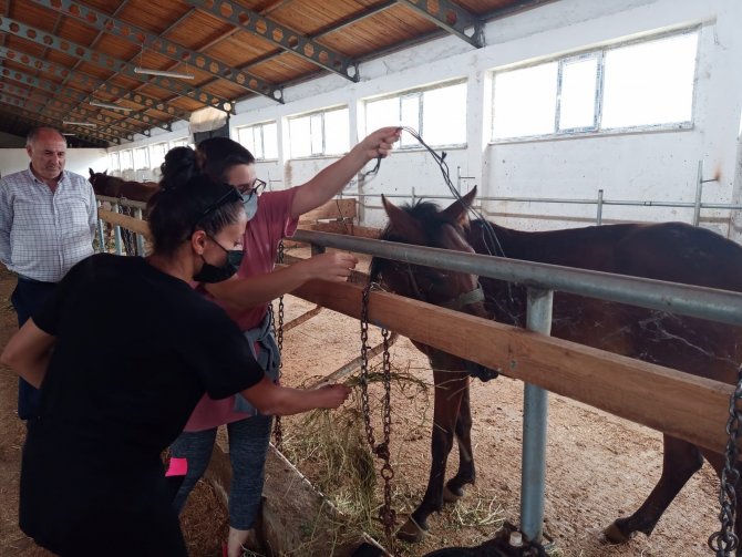 Ölüme Terk Edilen Atlar Yeni Yuvalarında