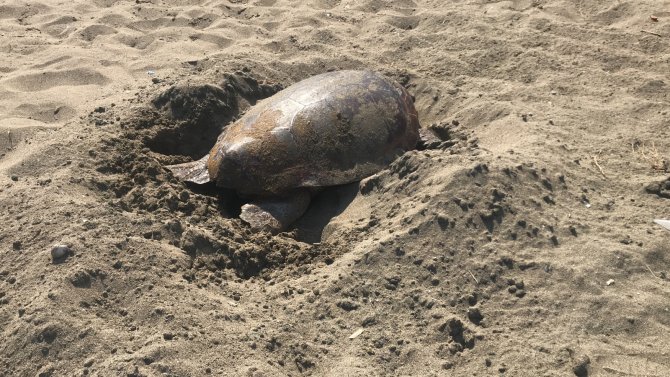 Mersin Kumsalı, Dünyada Çok Nadir Görülen Bir Olaya Ev Sahipliği Yaptı