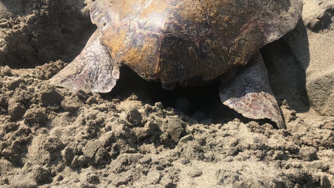 Mersin Kumsalı, Dünyada Çok Nadir Görülen Bir Olaya Ev Sahipliği Yaptı
