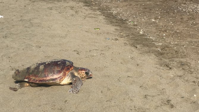 Mersin Kumsalı, Dünyada Çok Nadir Görülen Bir Olaya Ev Sahipliği Yaptı