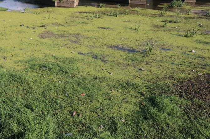 Tunca Nehri Çöp Ve Yosunlarla Kaplandı