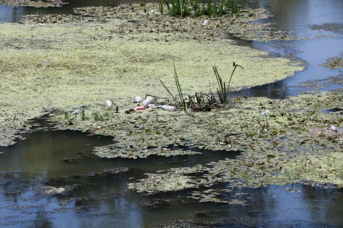 Tunca Nehri Çöp Ve Yosunlarla Kaplandı