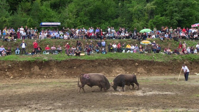 Artvin’de Boğalar Çamur Deryasında Güreşti