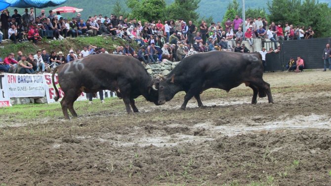 Artvin’de Boğalar Çamur Deryasında Güreşti