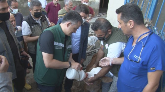 Bakan Pakdemirli, Sahibinin Selden Kurtardığı Buzağıyı Elleriyle Besledi