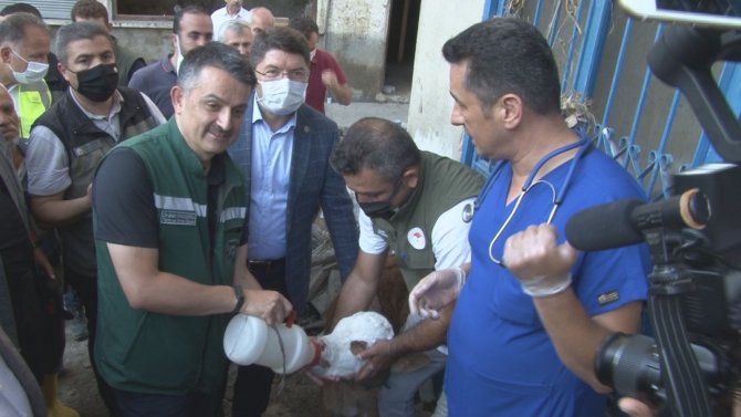 Bakan Pakdemirli, Sahibinin Selden Kurtardığı Buzağıyı Elleriyle Besledi