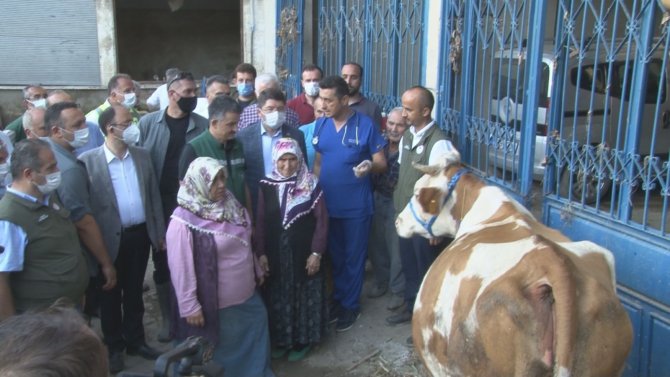 Bakan Pakdemirli, Sahibinin Selden Kurtardığı Buzağıyı Elleriyle Besledi