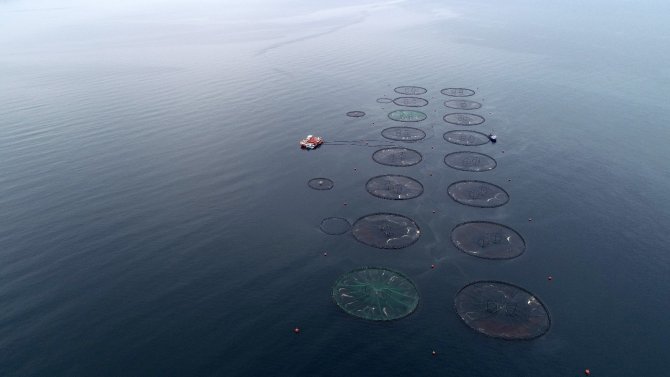 Karadeniz Somonu İhracatında Yüzde 385 Artış