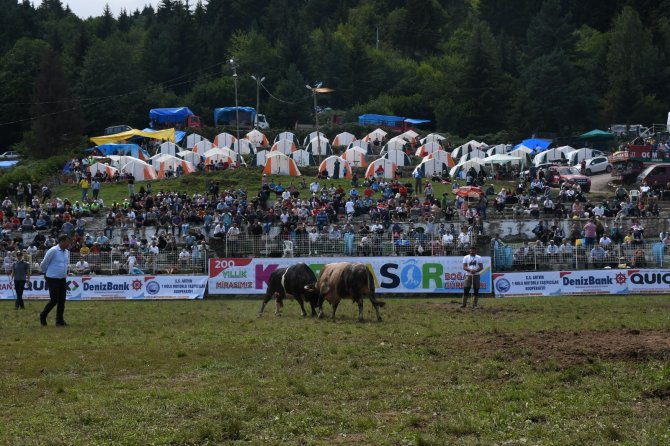 Artvin’de Kafkasör Boğa Güreşleri Başladı
