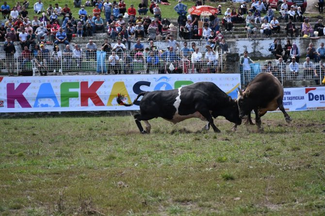 Artvin’de Kafkasör Boğa Güreşleri Başladı