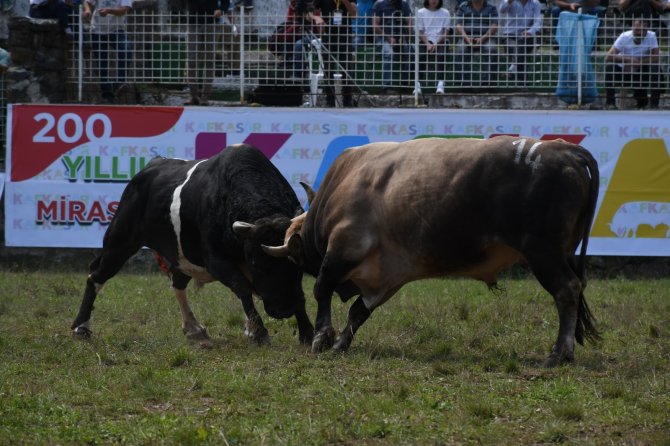 Artvin’de Kafkasör Boğa Güreşleri Başladı