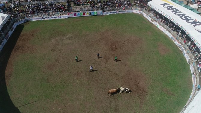 Kafkasör Boğa Güreşleri Renkli Görüntülere Sahne Oldu