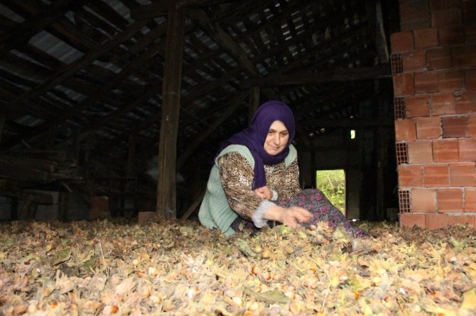 Hava Açmayınca Fındıkları Kurutmak İçin Bayburt’a Götürdü