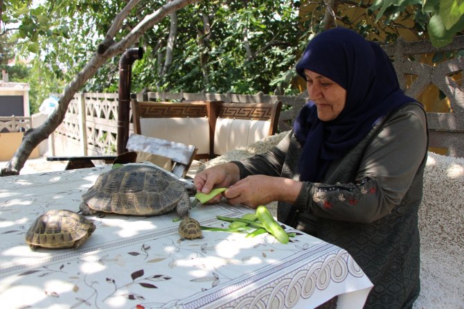 Kaplumbağa Terbiyecisi Zekiye Teyze
