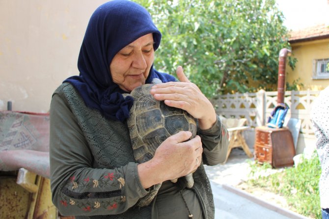 Kaplumbağa Terbiyecisi Zekiye Teyze