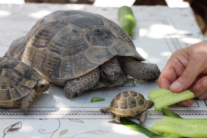 Kaplumbağa Terbiyecisi Zekiye Teyze