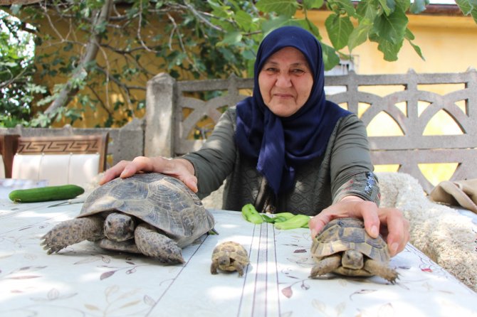 Kaplumbağa Terbiyecisi Zekiye Teyze