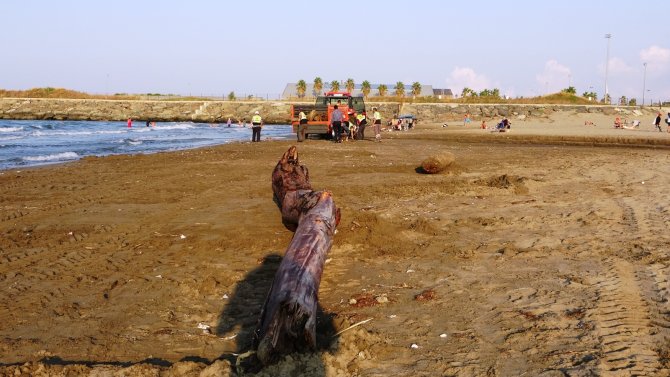 O Tomruklar Samsun Sahillerinde: 200 Km Sürüklendiler