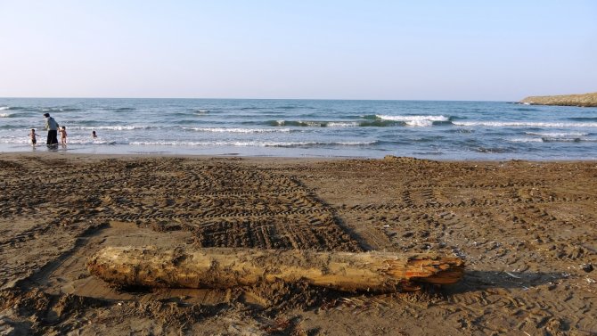 O Tomruklar Samsun Sahillerinde: 200 Km Sürüklendiler