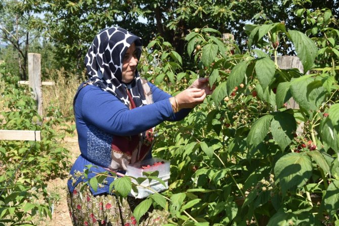Bu Ahududunun Kilosu 45 Lira