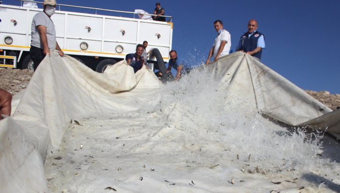 Van’da 1 Milyon 200 Bin Yavru Balık Suyla Buluştu