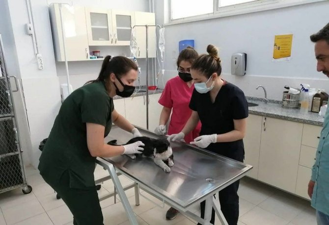 Turistlerin Bulduğu Yaralı Kedi Tedavisinin Ardından Almanya’ya Gönderildi