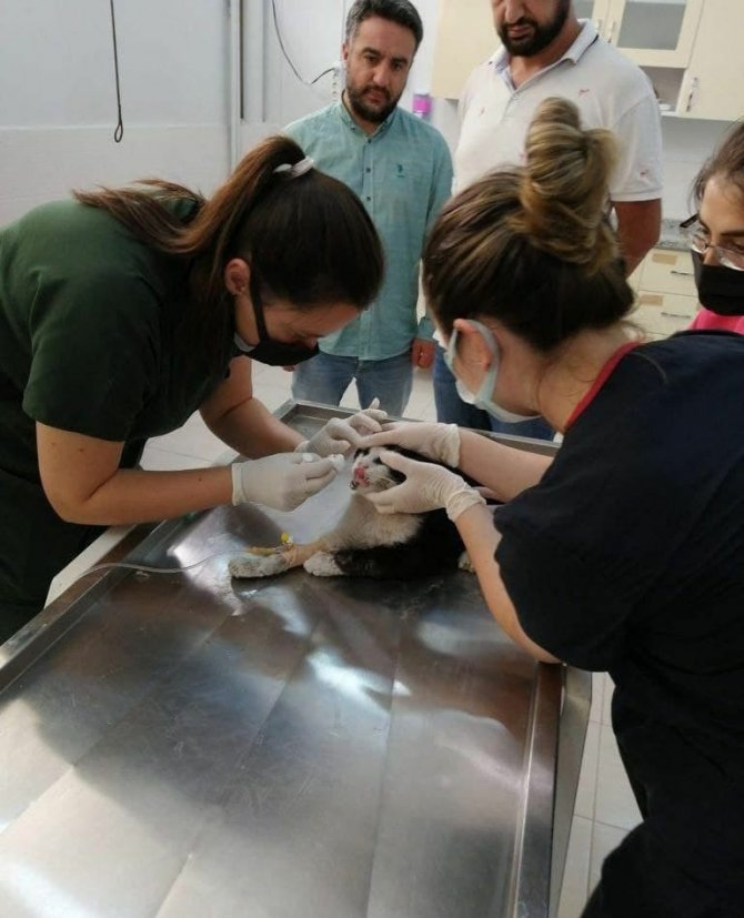 Turistlerin Bulduğu Yaralı Kedi Tedavisinin Ardından Almanya’ya Gönderildi