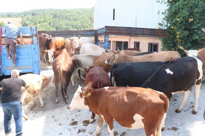 Selden Etkilenen Çiftçilere 89 Büyükbaş Hayvan Gönderdiler