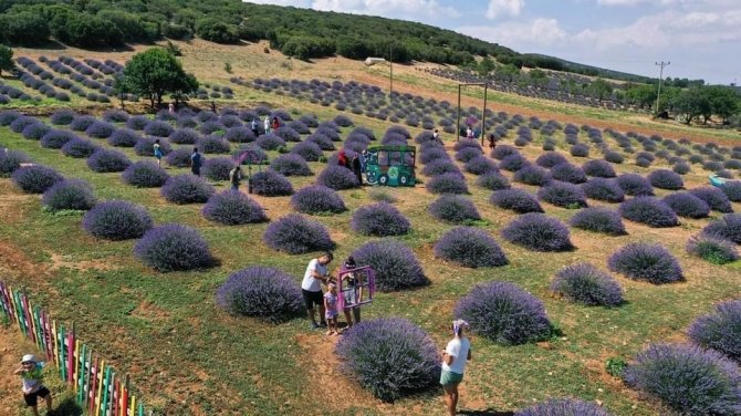 Isparta’da Lavanta Hasadı Başladı