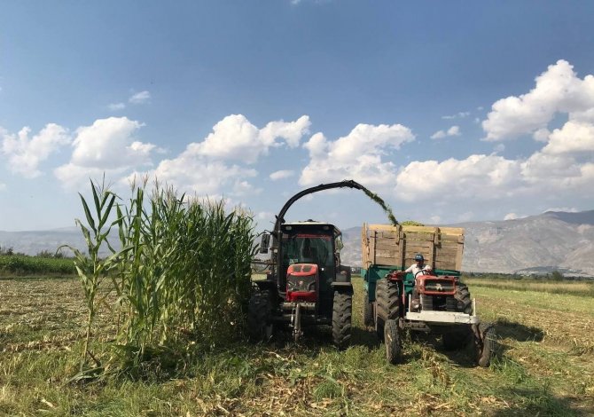 Silajlık Mısır Hasadı Erzincan’da Başladı