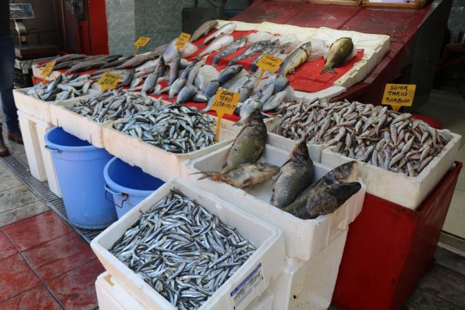 Balıkçıların Umudu Hamsi, Karadeniz’den Kafasını Çıkardı