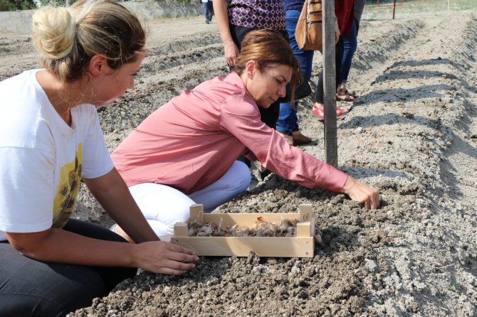 Safran Tohumları Toprakla Buluştu