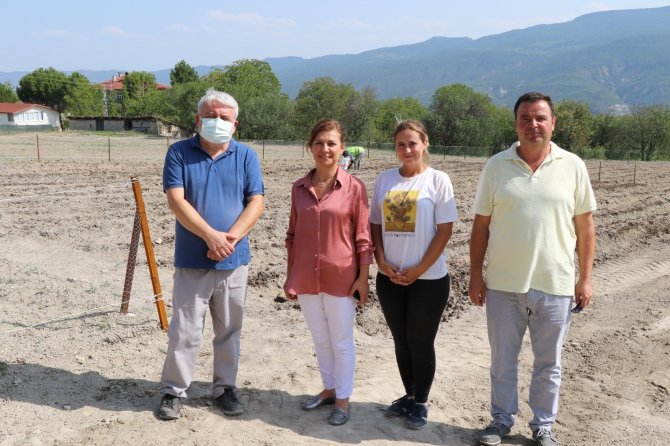 Safran Tohumları Toprakla Buluştu