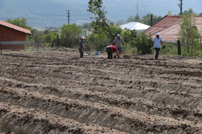 Safran Tohumları Toprakla Buluştu