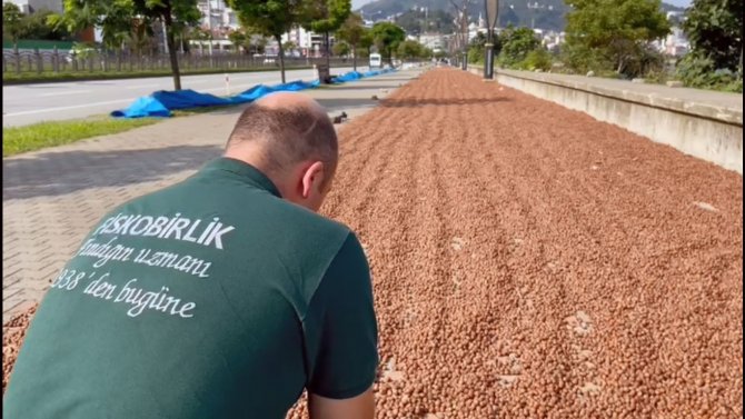 Fi̇skobi̇rli̇k’te Randımana Göre Fındık Alım Fiyatı Yükseliyor