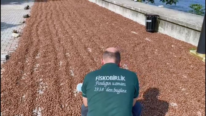 Fi̇skobi̇rli̇k’te Randımana Göre Fındık Alım Fiyatı Yükseliyor