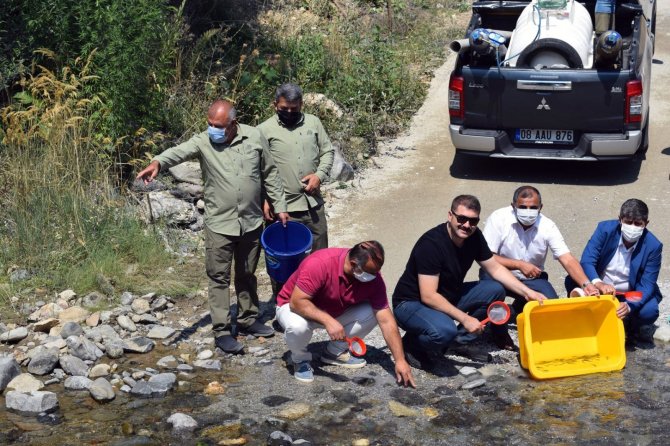 Gümüşhane’de Derelere 10 Bin Alabalık Daha Bırakıldı