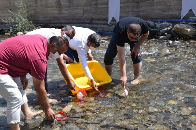 Gümüşhane’de Derelere 10 Bin Alabalık Daha Bırakıldı