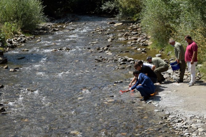 Gümüşhane’de Derelere 10 Bin Alabalık Daha Bırakıldı