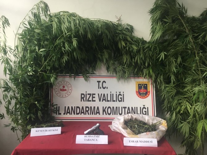 Rize’de Yasa Dışı Kenevir Operasyonu