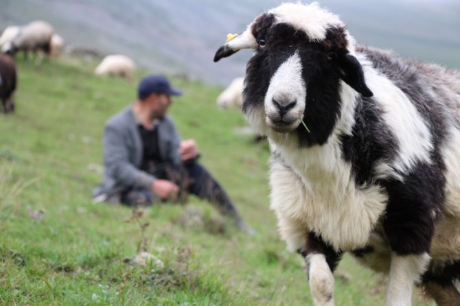 Karadeniz’in Son Sürü Sahipleri