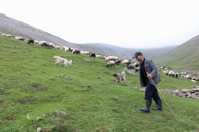 Karadeniz’in Son Sürü Sahipleri