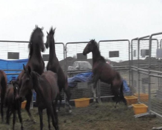 Ölüme Terk Edilen Atlar Korumaya Alındı, Sahibine 84 Bin 500 Lira Para Cezası Kesildi