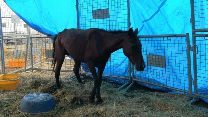 Ölüme Terk Edilen Atlar Korumaya Alındı, Sahibine 84 Bin 500 Lira Para Cezası Kesildi