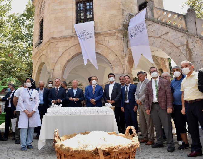 6 Asırlık Handa Develi Koza Mezadı