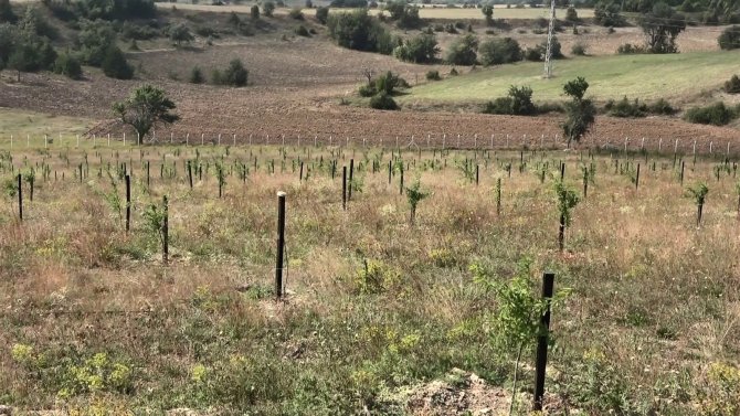 İ̇thal Edildiğini Öğrendi, 60 Dönümlük Arazide Badem Bahçesi Kurdu