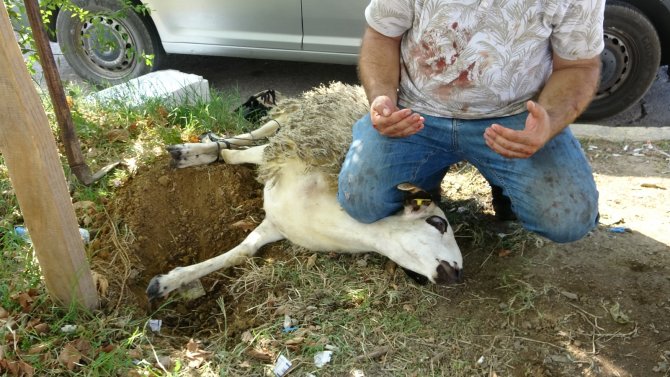 Karadenizli Balıkçılar Kurban Kesti, Yeni Sezon İçin De Saatler Sonra ‘Vira Bismillah’ Diyecek