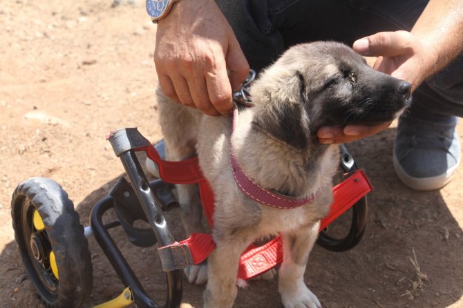 İ̇nsanlık Ölmemiş Dedirten Davranış: Patileri Ezilen Köpeği Yürüteç İle Ayağa Kaldırdı