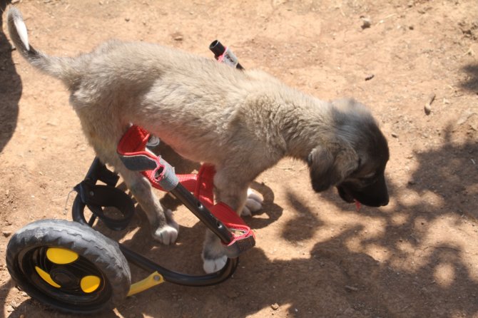 İ̇nsanlık Ölmemiş Dedirten Davranış: Patileri Ezilen Köpeği Yürüteç İle Ayağa Kaldırdı