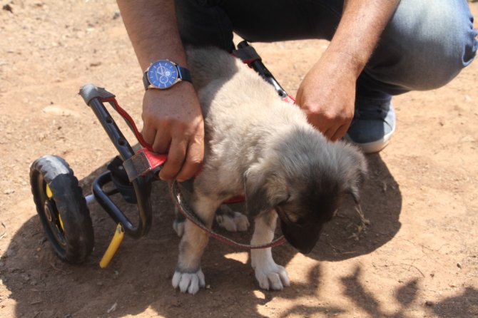 İ̇nsanlık Ölmemiş Dedirten Davranış: Patileri Ezilen Köpeği Yürüteç İle Ayağa Kaldırdı